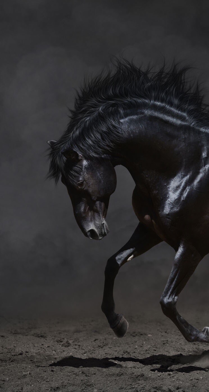 horse_black