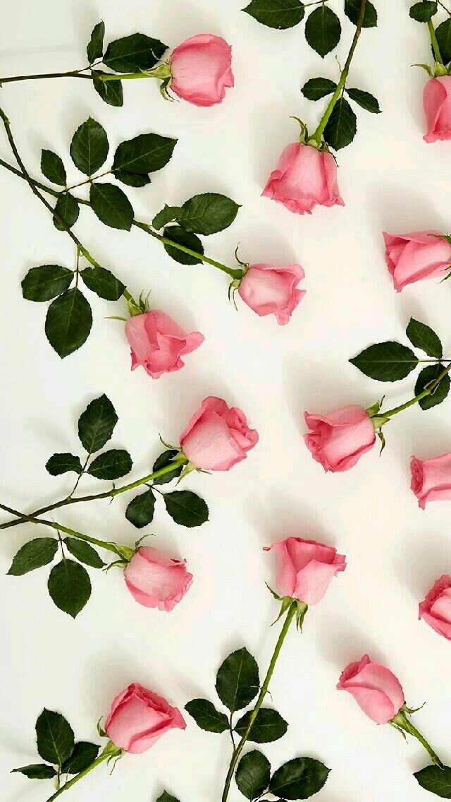 #Pink Roses❤❤❤❤