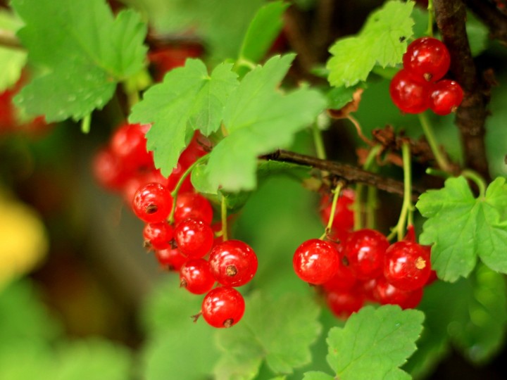 Red currant #2