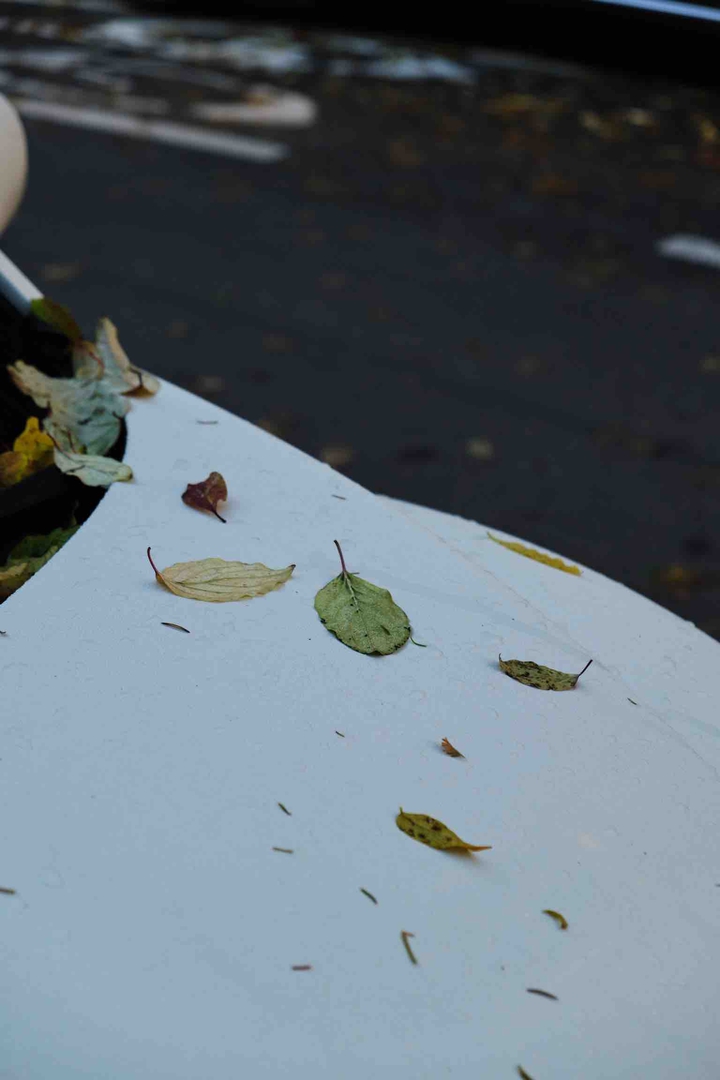 autumn leaves