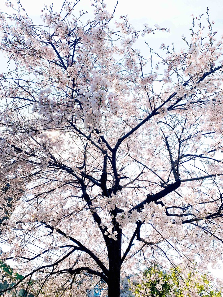 Cherry blossom