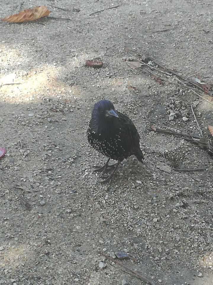Bird
