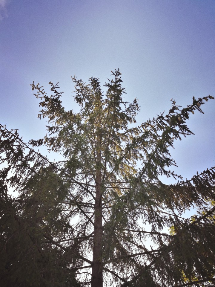 tree