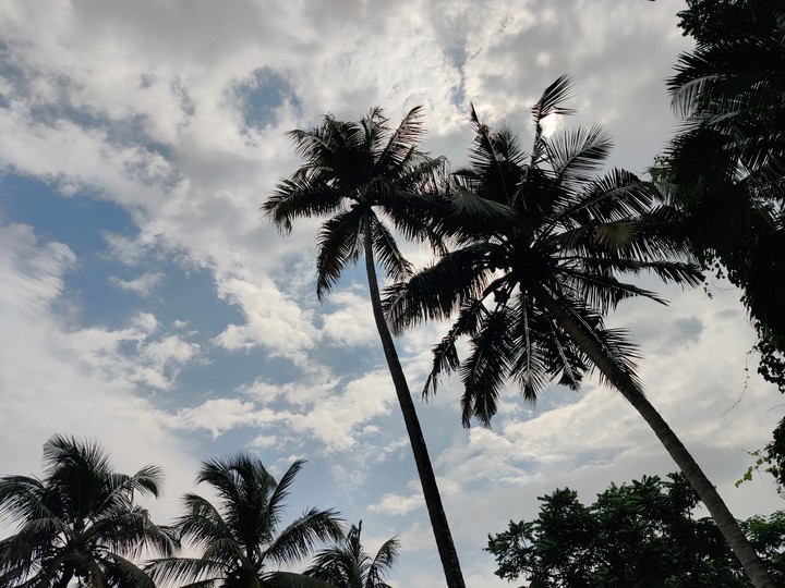 SKY AND TREE