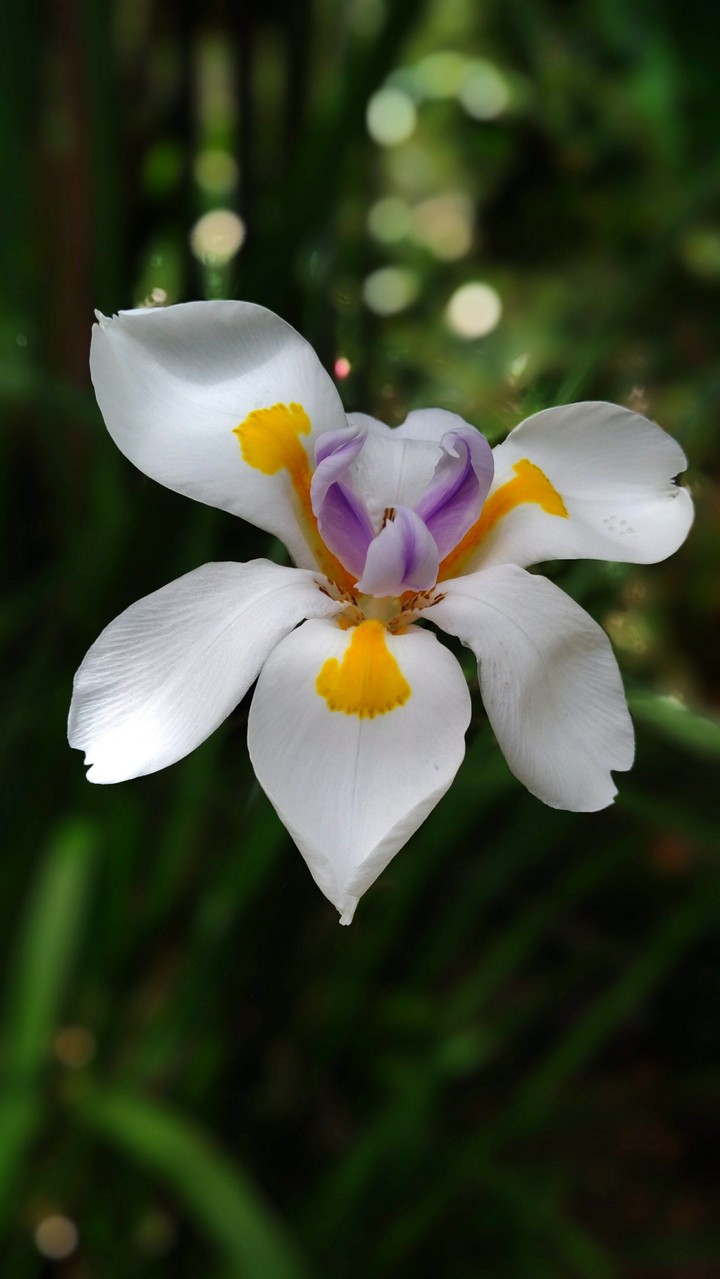 Orquidea