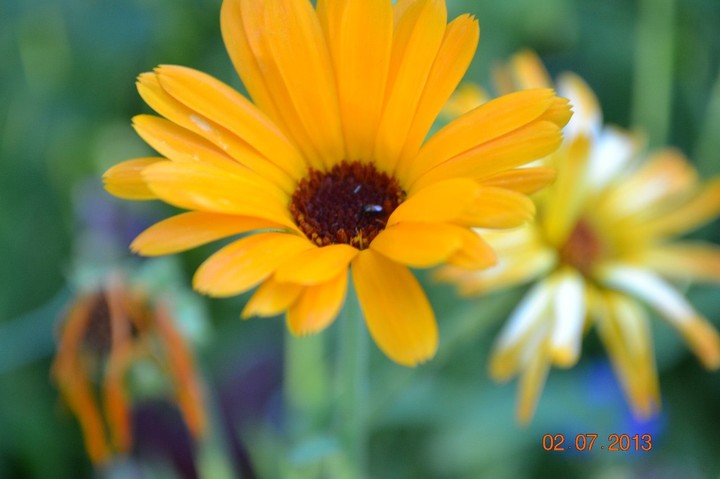flower
