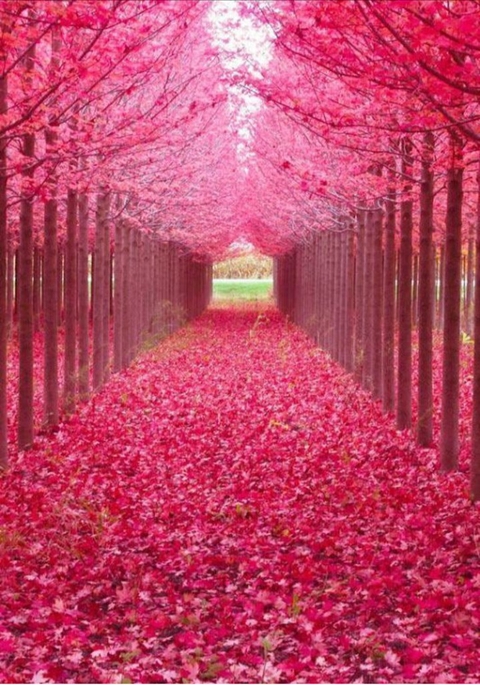 forest