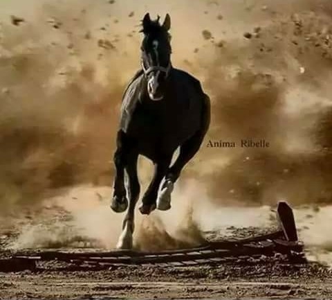 black horse