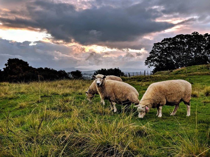 One tree hill - Auckland, New-Zealand