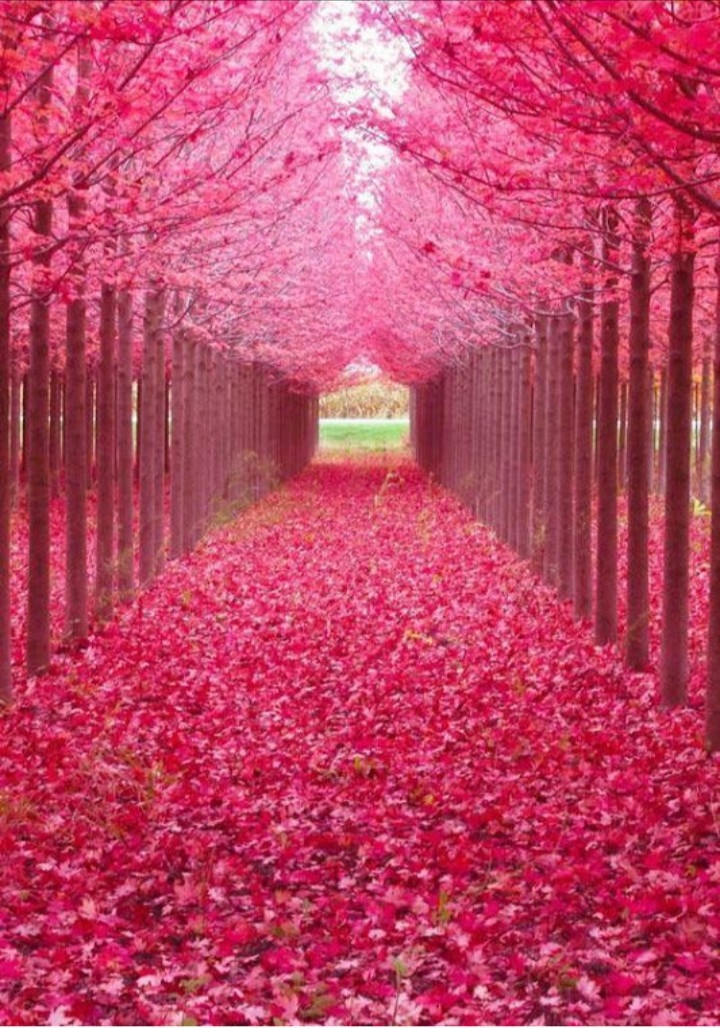 forest