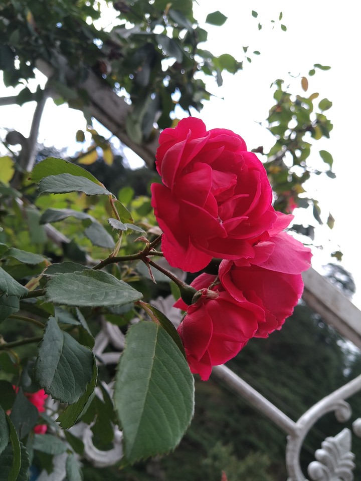 rose flower