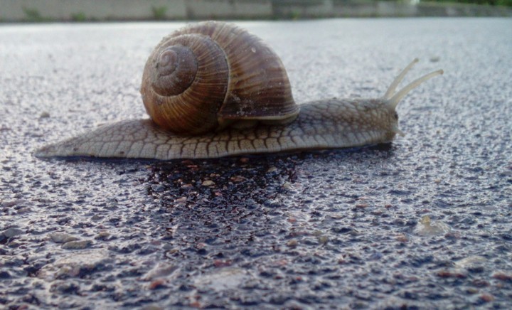 snail