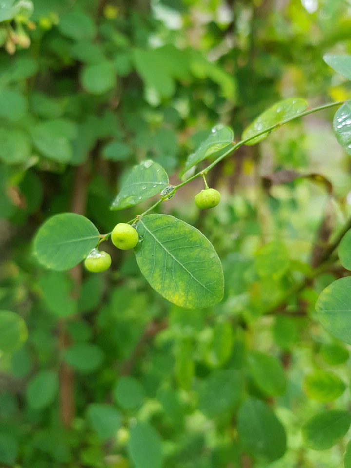 Wild fruit
