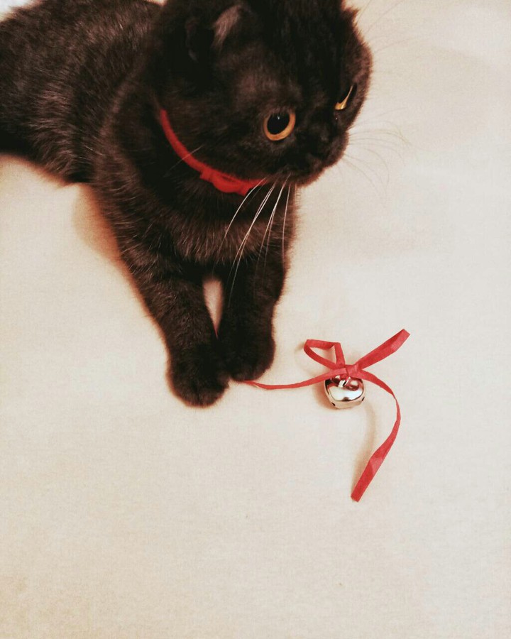 котик