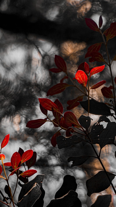 THE RED LEAVES