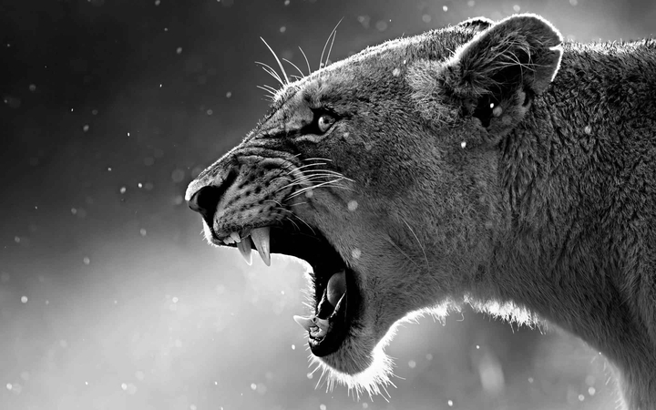 angry tiger