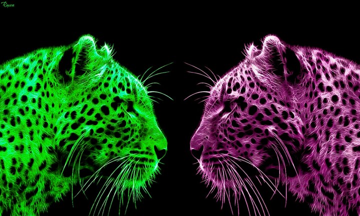 Neon and jello  Leopards