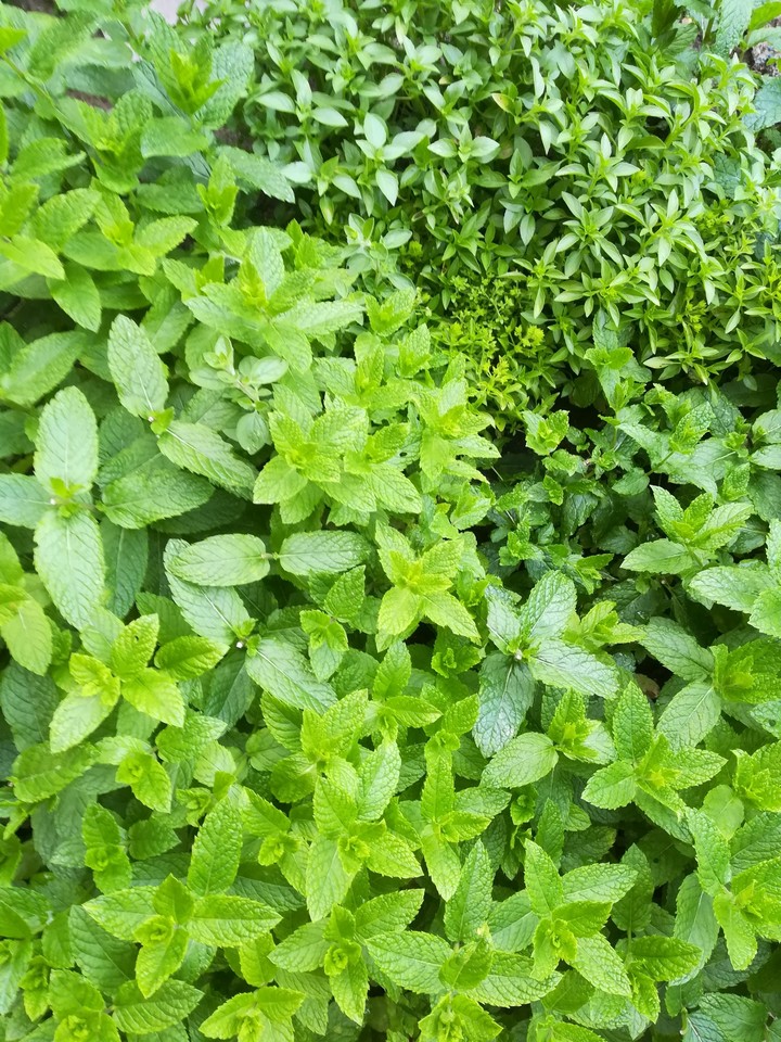 green mint