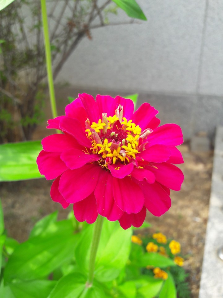 도서관 앞의 꽃