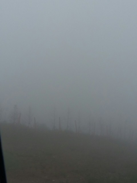 Dark forest2