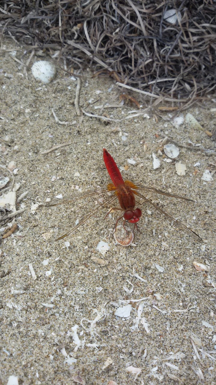 Red dragon-fly