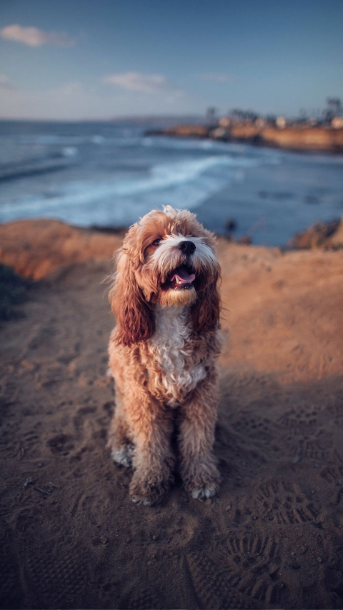 joli chien