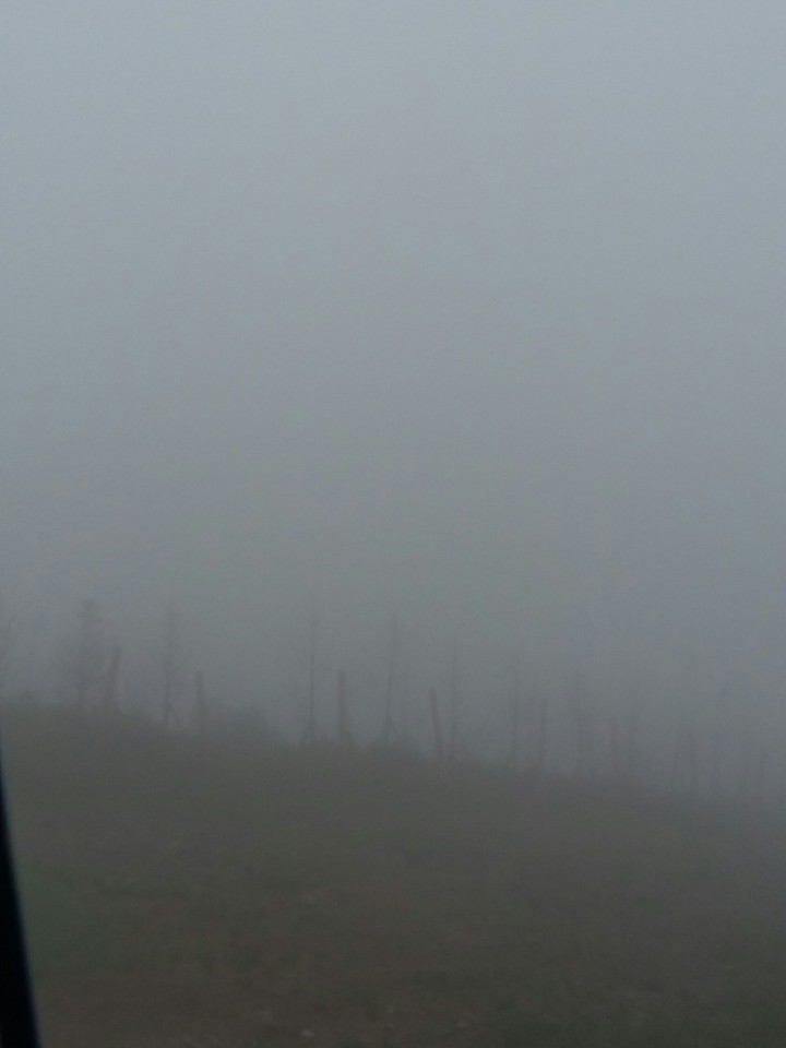 Dark forest2