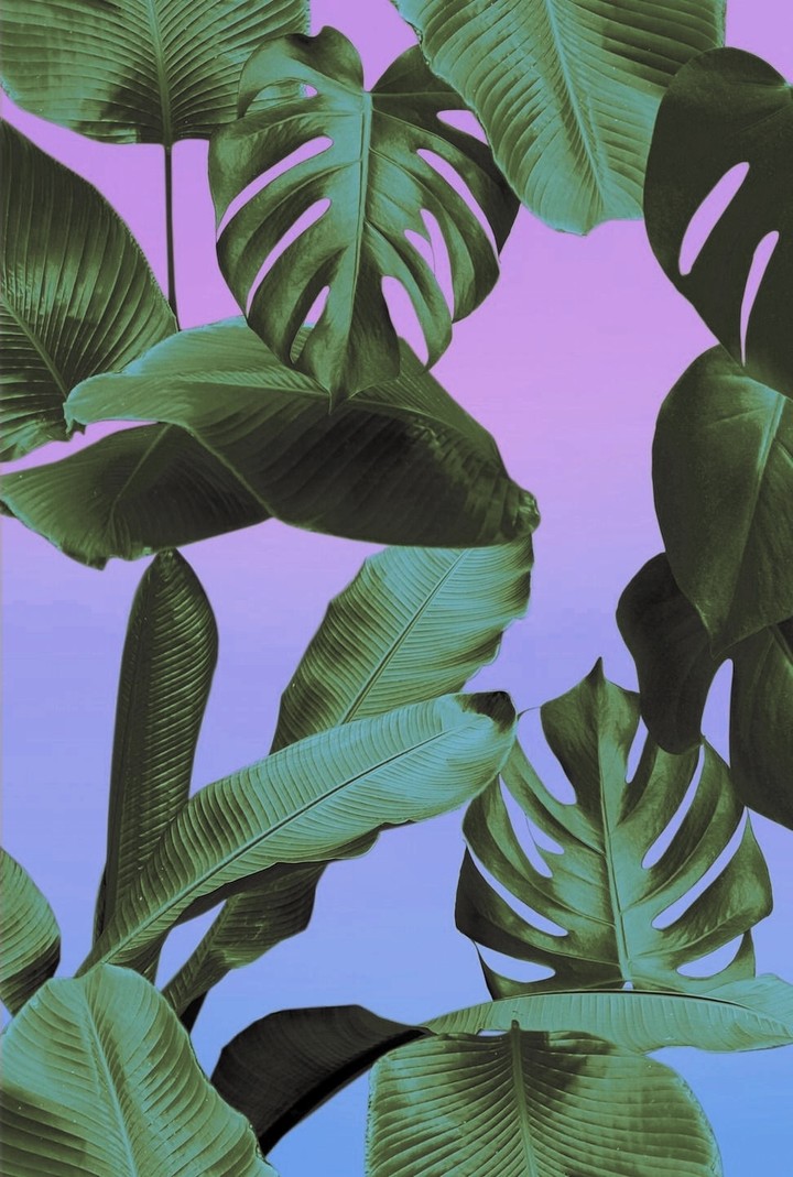 tropical leaf