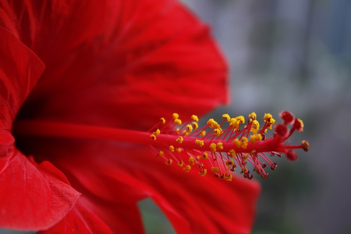 İn flower