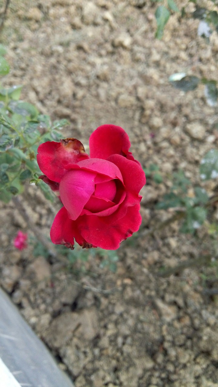 red rose