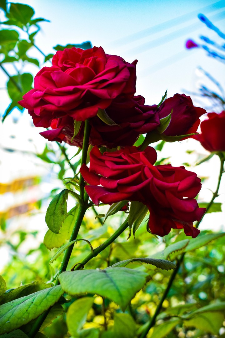 my backyard roses ❤️