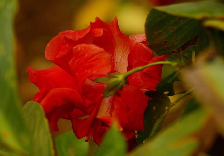 chinarose