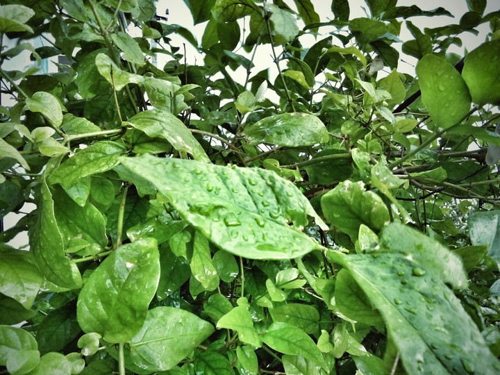 Plant