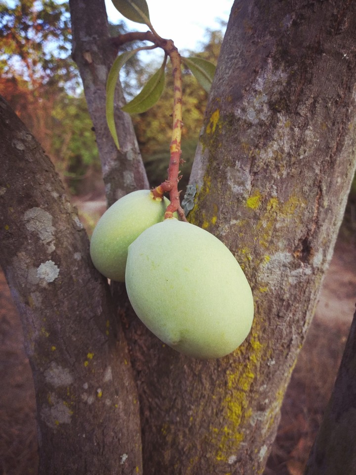 Mango