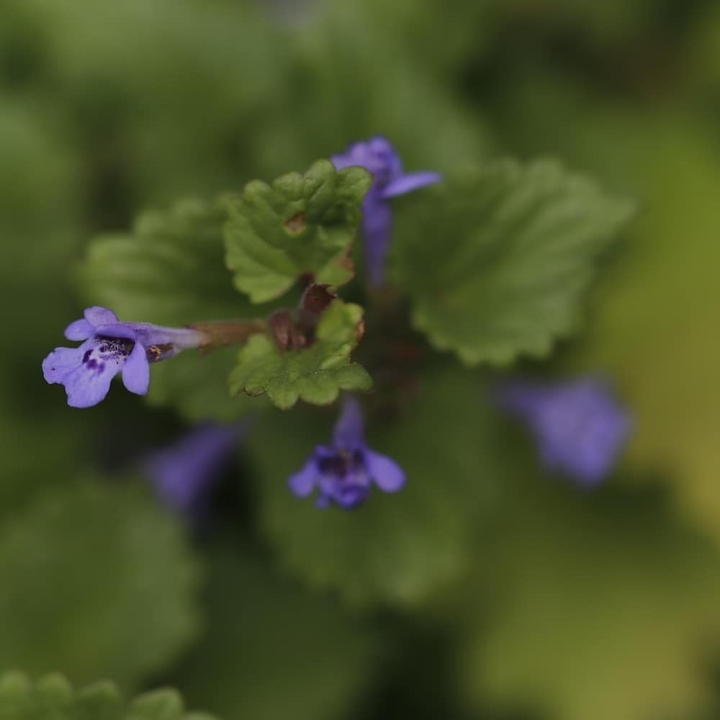 flower 02