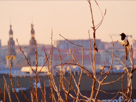 bird, Tail háttérképek