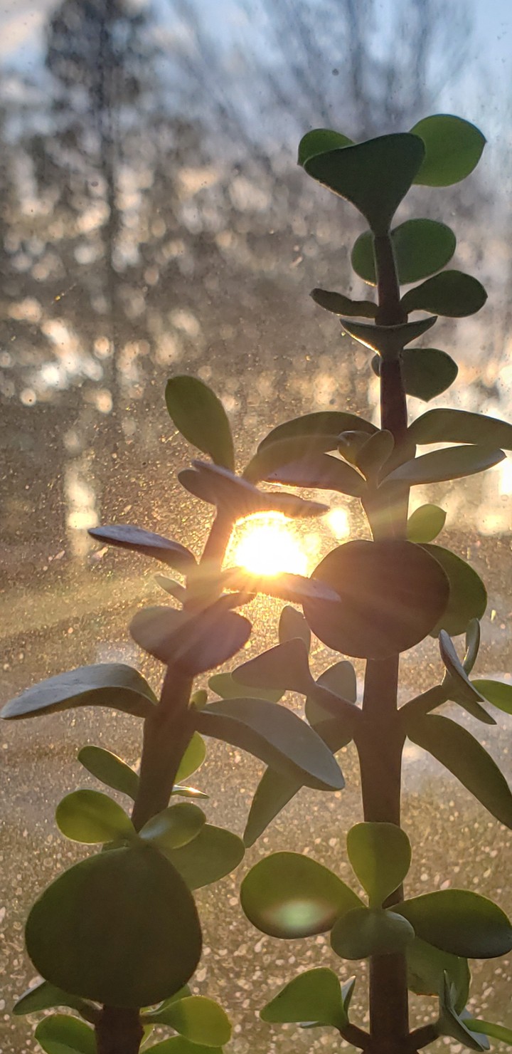 Succulent Sunset