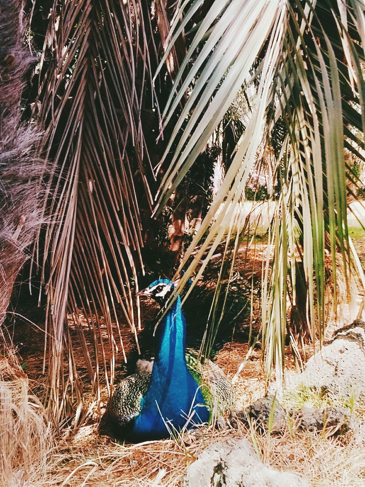 Deep blue gaze