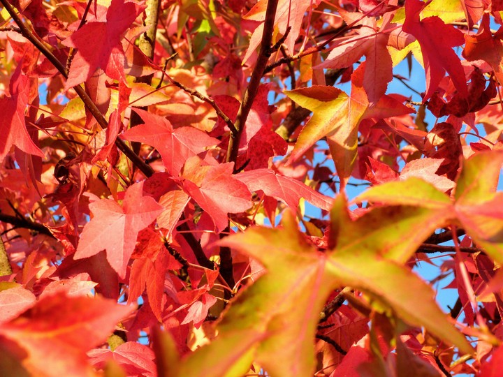 Herbstlaub