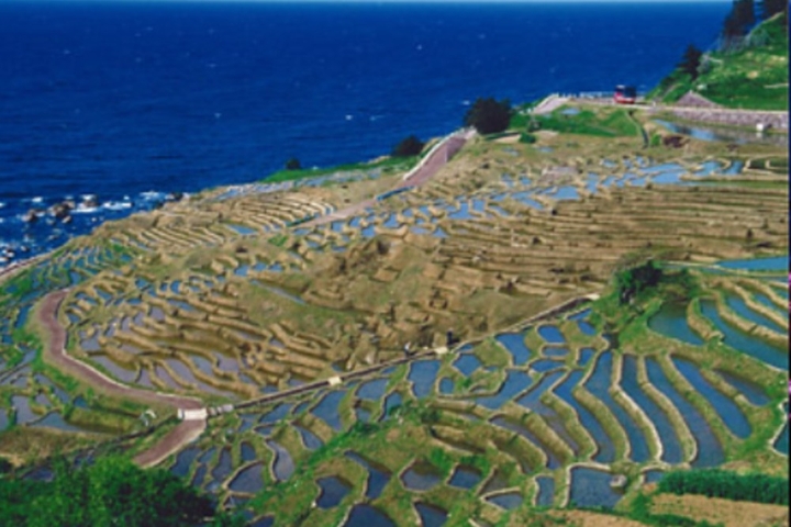 terraced rice paddies
