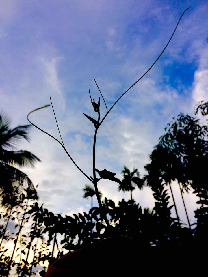 #nature