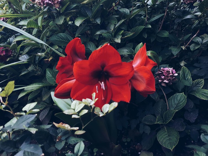 my favourite flower