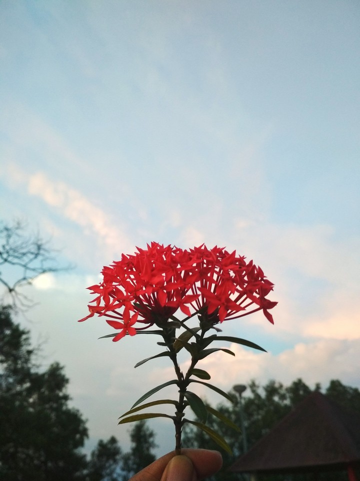 Influorescent