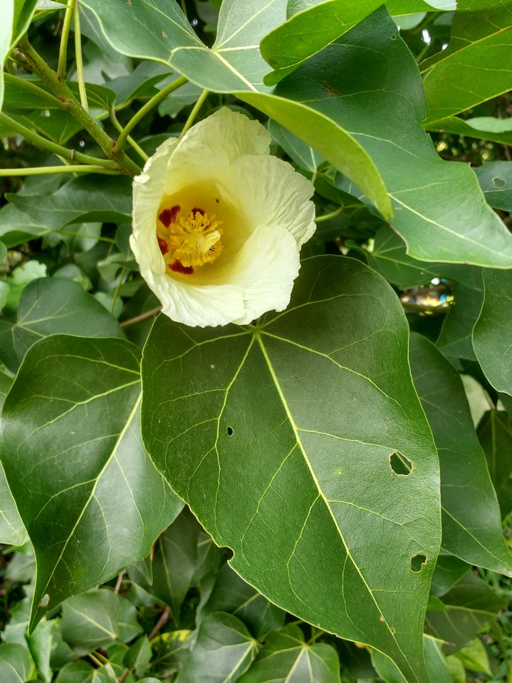 Thespesia populnea