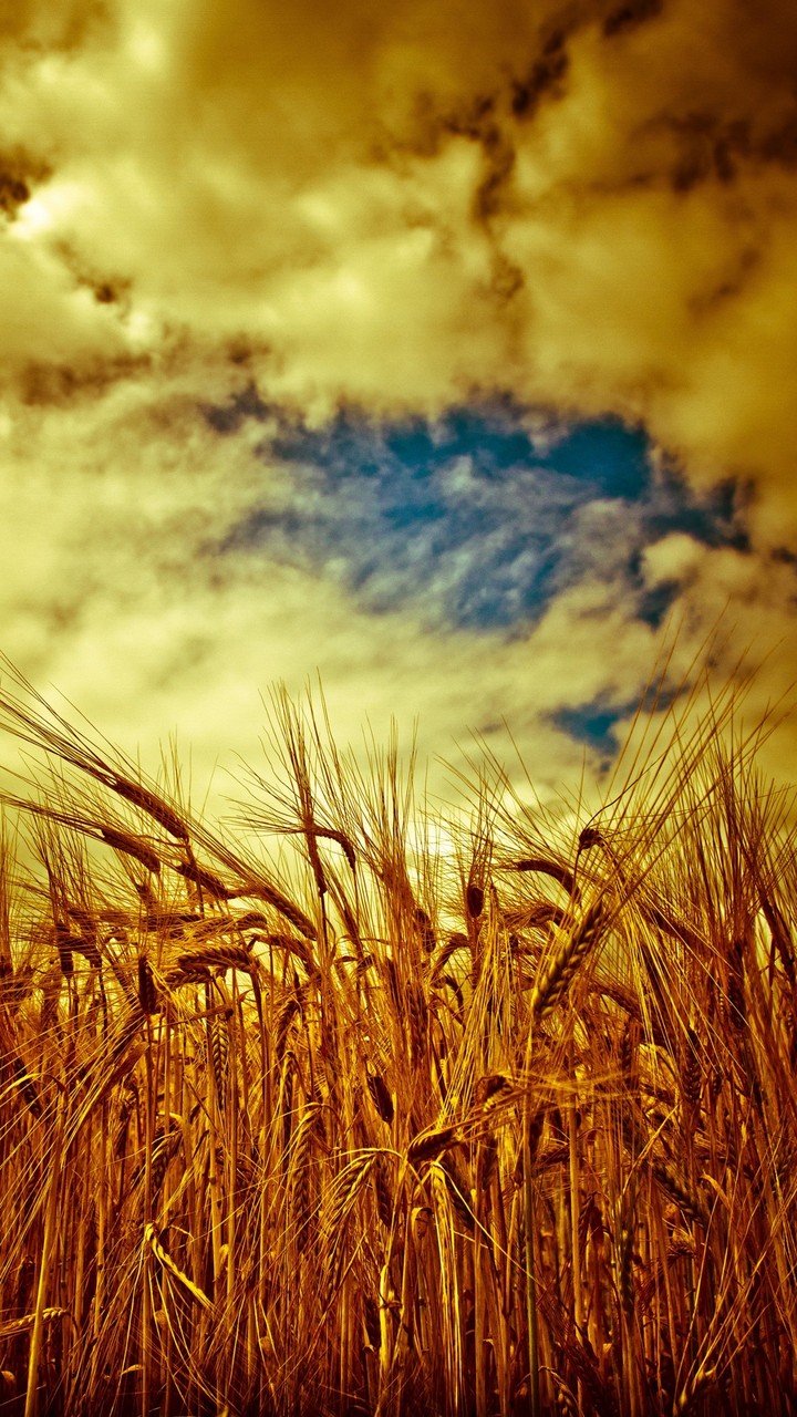 farm
