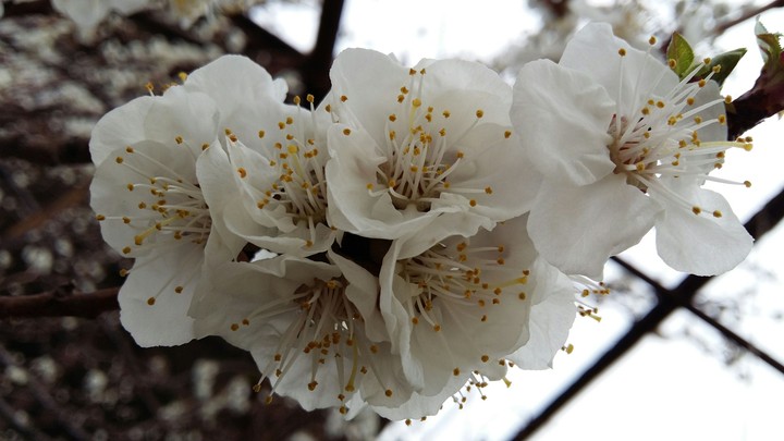 spring