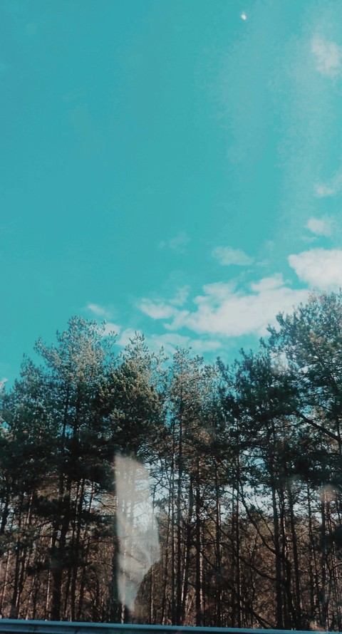 highway trees