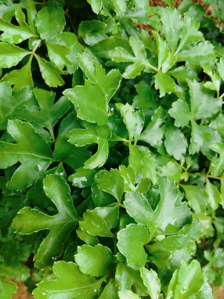foliage