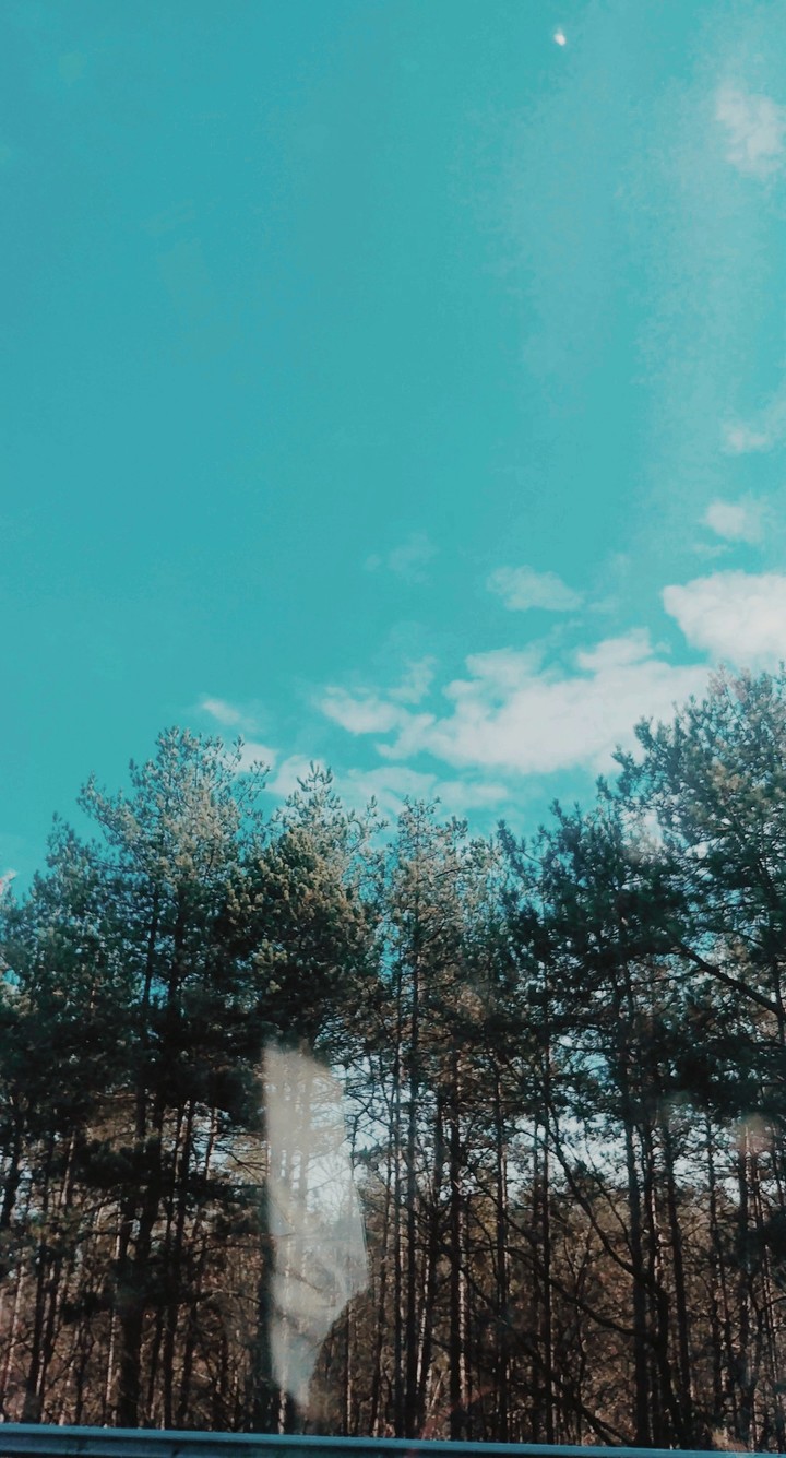 highway trees