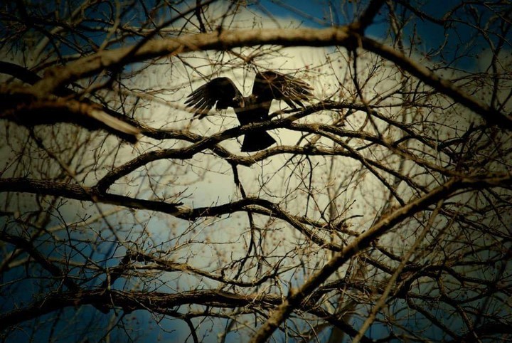 Turkey Vulture